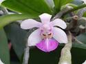 Phal. wilsonii x thailandica Brown Spots